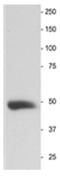 Enolase 2 antibody, AP31816PU-N, Origene, Western Blot image 