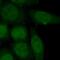 Zinc finger protein RFP antibody, FNab08977, FineTest, Immunofluorescence image 