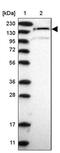 Microtubule Associated Scaffold Protein 2 antibody, PA5-56758, Invitrogen Antibodies, Western Blot image 