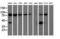 10-FTHFDH antibody, LS-B11731, Lifespan Biosciences, Western Blot image 