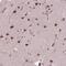 ELL-associated factor 1 antibody, NBP2-49604, Novus Biologicals, Immunohistochemistry paraffin image 