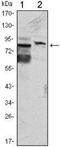 Kelch Like Family Member 11 antibody, NBP1-51626, Novus Biologicals, Western Blot image 