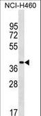 Zinc Finger Protein 488 antibody, LS-C157460, Lifespan Biosciences, Western Blot image 