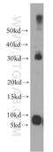 Tetraspanin 13 antibody, 13570-1-AP, Proteintech Group, Western Blot image 