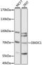 DIX Domain Containing 1 antibody, LS-C750511, Lifespan Biosciences, Western Blot image 
