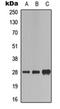 Fas Associated Via Death Domain antibody, orb315780, Biorbyt, Western Blot image 