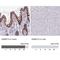 Sterile Alpha Motif Domain Containing 13 antibody, NBP2-31734, Novus Biologicals, Immunohistochemistry paraffin image 