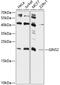 DNA replication complex GINS protein PSF2 antibody, GTX66559, GeneTex, Western Blot image 