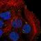 Calpain 12 antibody, HPA053322, Atlas Antibodies, Immunocytochemistry image 