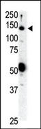 Ret Proto-Oncogene antibody, AP14408PU-N, Origene, Western Blot image 
