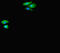 Catenin Delta 2 antibody, LS-C677610, Lifespan Biosciences, Immunofluorescence image 