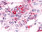 Estrogen Related Receptor Alpha antibody, TA340515, Origene, Immunohistochemistry frozen image 
