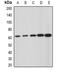 Glucosamine (N-Acetyl)-6-Sulfatase antibody, orb378082, Biorbyt, Western Blot image 