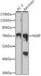 Neuronal Guanine Nucleotide Exchange Factor antibody, A08935, Boster Biological Technology, Western Blot image 