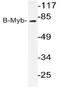 MYB Proto-Oncogene Like 2 antibody, AP20207PU-N, Origene, Western Blot image 