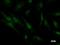 26S protease regulatory subunit 8 antibody, LS-C342489, Lifespan Biosciences, Immunofluorescence image 