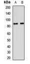 Cold Shock Domain Containing E1 antibody, LS-C668663, Lifespan Biosciences, Western Blot image 