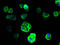 Sodium Channel Epithelial 1 Gamma Subunit antibody, A60802-100, Epigentek, Immunofluorescence image 