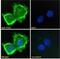 58K Golgi protein antibody, NB100-1448, Novus Biologicals, Immunofluorescence image 