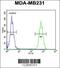 Clathrin Light Chain A antibody, 63-742, ProSci, Immunofluorescence image 