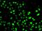 Nudix Hydrolase 2 antibody, GTX32760, GeneTex, Immunocytochemistry image 