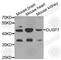 Dual Specificity Phosphatase 7 antibody, A8118, ABclonal Technology, Western Blot image 
