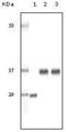 Steroid Receptor RNA Activator 1 antibody, MA5-15287, Invitrogen Antibodies, Western Blot image 