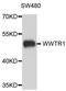 WW Domain Containing Transcription Regulator 1 antibody, orb374002, Biorbyt, Western Blot image 