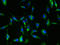 MAS1 Proto-Oncogene, G Protein-Coupled Receptor antibody, LS-C369984, Lifespan Biosciences, Immunofluorescence image 