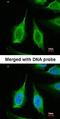 PPA1 antibody, orb69811, Biorbyt, Immunofluorescence image 