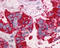 Neurotensin receptor type 1 antibody, TA340541, Origene, Immunohistochemistry paraffin image 