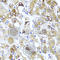 IL-4 antibody, A5649, ABclonal Technology, Immunohistochemistry paraffin image 