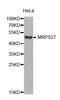 Mitochondrial Ribosomal Protein S27 antibody, LS-C333392, Lifespan Biosciences, Western Blot image 