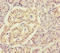 Ribosomal Protein L34 antibody, A63350-100, Epigentek, Immunohistochemistry paraffin image 