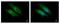 BCL10 Immune Signaling Adaptor antibody, PA5-34800, Invitrogen Antibodies, Immunofluorescence image 