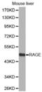 MOK Protein Kinase antibody, abx001482, Abbexa, Western Blot image 