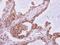Intraflagellar Transport 80 antibody, PA5-28970, Invitrogen Antibodies, Immunohistochemistry frozen image 