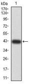 H2A Histone Family Member Z antibody, orb74132, Biorbyt, Western Blot image 