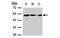 Zinc Finger MYND-Type Containing 10 antibody, MBS835407, MyBioSource, Western Blot image 