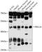 F-Box And Leucine Rich Repeat Protein 14 antibody, 18-127, ProSci, Western Blot image 