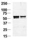 Nucleosome Assembly Protein 1 Like 1 antibody, AP11715PU-N, Origene, Western Blot image 