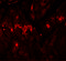 Zinc Finger And BTB Domain Containing 9 antibody, 6131, ProSci, Immunofluorescence image 