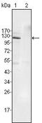 Htk antibody, MA5-15415, Invitrogen Antibodies, Western Blot image 