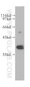 Rhox Homeobox Family Member 2 antibody, 13088-1-AP, Proteintech Group, Western Blot image 