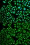 Cathepsin A antibody, GTX32490, GeneTex, Immunofluorescence image 
