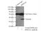 Rab effector Noc2 antibody, 15297-1-AP, Proteintech Group, Immunoprecipitation image 