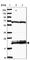 Ribosomal Protein L17 antibody, HPA046385, Atlas Antibodies, Western Blot image 