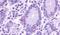G Protein-Coupled Receptor 148 antibody, PA5-33638, Invitrogen Antibodies, Immunohistochemistry frozen image 