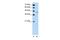 DExH-Box Helicase 30 antibody, PA5-41298, Invitrogen Antibodies, Western Blot image 