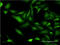 Cholinergic Receptor Nicotinic Beta 3 Subunit antibody, LS-C196918, Lifespan Biosciences, Immunofluorescence image 